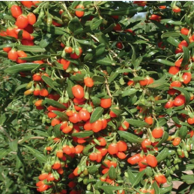 GOJI-BERRY-FRUIT-POWDER