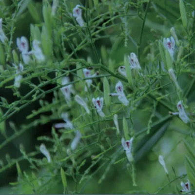 ORGANIC-ANDROGRAPHIS-PANICULATA
